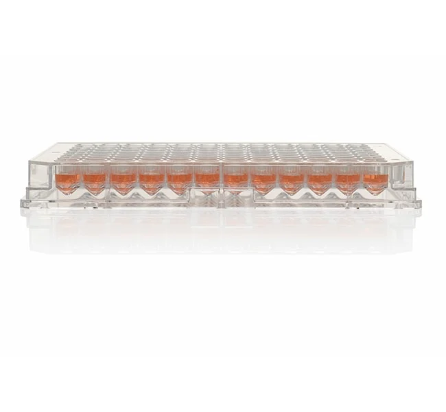 96 Well Plate, Poly-D-Lysine Coated Surface, Pack of 5